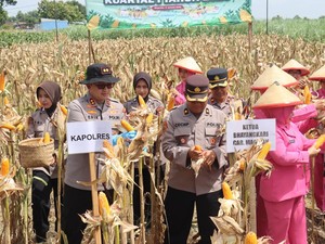 Petani Magetan Panen Raya Jagung Bareng Kapolri via Zoom Meeting