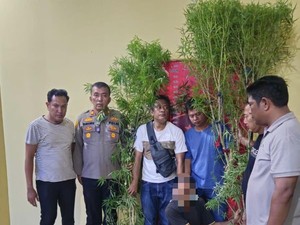 Tanam Pohon Ganja di Belakang Rumah, Warga Sergai Ditangkap Polisi