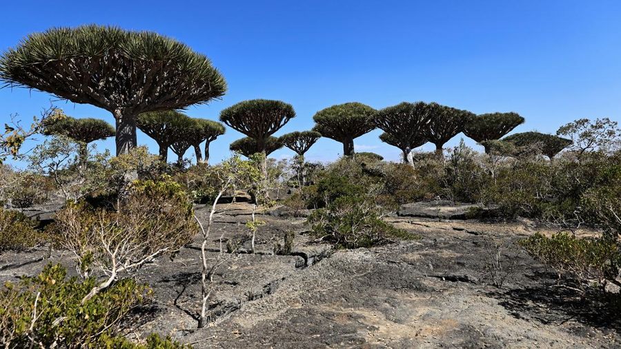 Pohon darah naga di Pulau Socotra, Yaman. (REUTERS/Stringer)