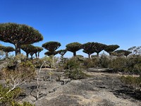 Ratusan Turis Terjebak di 'Pulau Alien', Ternyata Ini Isinya 