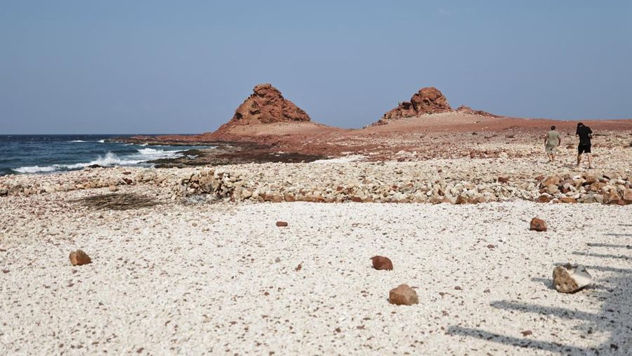 Pohon darah naga di Pulau Socotra, Yaman. (REUTERS/Stringer)
