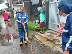 Piton Raksasa Muncul di Rumah Warga Tukad Pakerisan, Damkar Turun Tangan