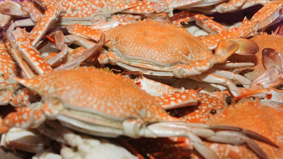 Rajungan Indonesia. (Dok. KKP)