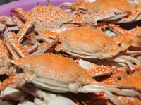 KKP Keluarkan 292 Dokumen, Ekspor Rajungan RI Mulus Masuk AS