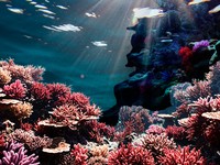 10 Negara dengan Terumbu Karang Terluas, Indonesia Nomor Berapa?