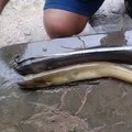 Salmon Kalah, Ikan Asal RI Ternyata Punya Omega-3 Tertinggi di Dunia