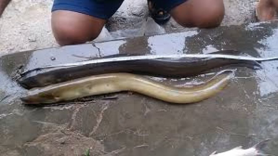 Ikan Sidat. (Dok. dkpp.bulelengkab)