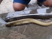 Salmon Kalah, Ikan Asal RI Ternyata Punya Omega-3 Tertinggi di Dunia