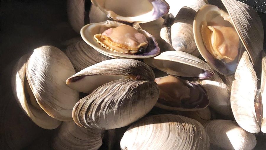 Kerang ming atau Ocean Quahog. (Dok. NATIONAL MARITIME HISTORICAL SOCIETY)