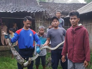 Sartono Warga Boyolali Syok Ayam di Kandang Berubah Jadi Ular Piton