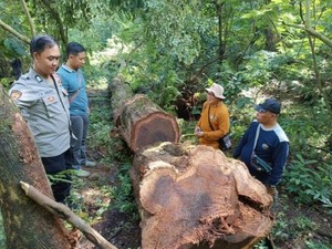 Hutan Ciremai Terus Dijarah, TNGC Temukan 44 Bekas Pembalakan Liar