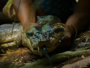 Ngeri! Will Smith Temukan Anaconda Spesies Baru 5 Meter di Amazon