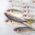 Ikan Ini Dicap Terbaik Bagi Kesehatan, Berlimpah di RI-Cek Manfaatnya