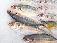 Ikan Ini Dicap Terbaik Bagi Kesehatan, Berlimpah di RI-Cek Manfaatnya