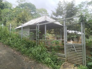 Teror Satwa Liar Hantui Ciamis, 30 Ekor Ayam Mati