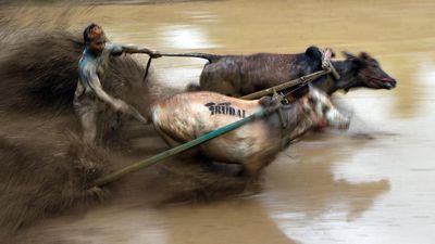 Pacu Jawi Kembali Digelar, Bangkitkan Tradisi dan Pariwisata Tanah Datar