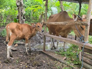 Diduga Terjangkit Penyakit Kulit Berbenjol, Sapi di Jembrana Mati Mendadak