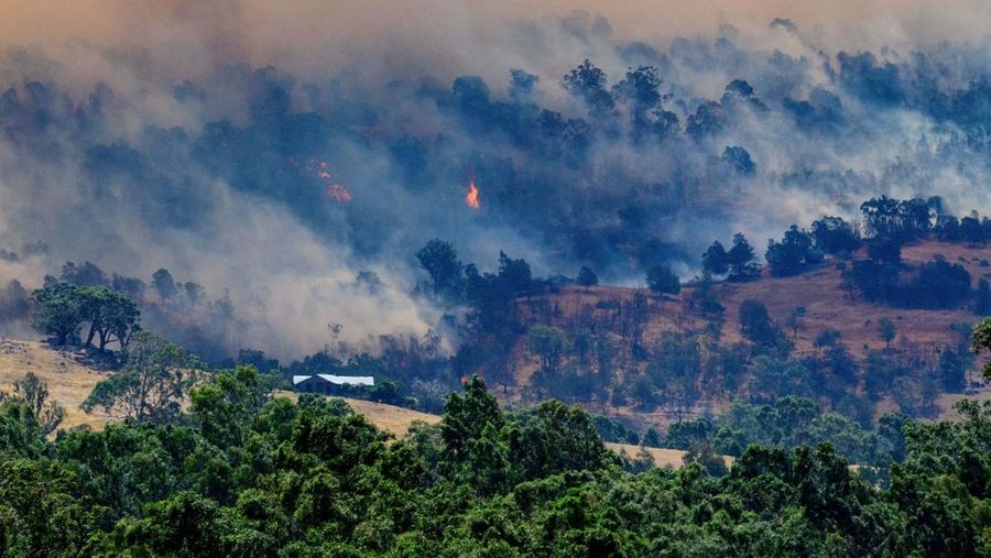 Sejumlah besar domba mati hangus tergeletak di padang rumput setelah mencoba melarikan diri ke gorong-gorong selama kebakaran di Ruffy, Victoria, Australia, 10 Januari 2026. (AAP/Michael Currie via REUTERS)