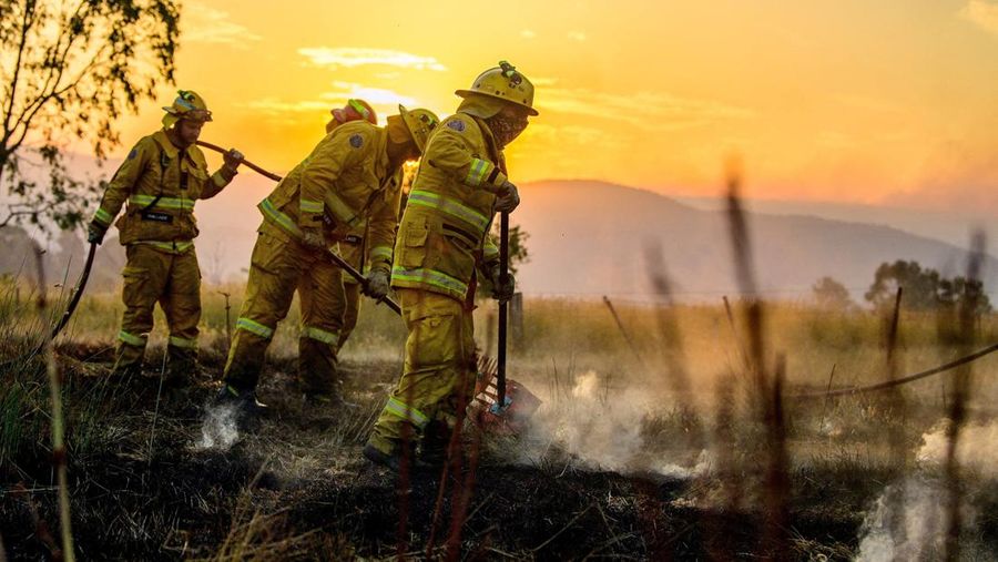 Sejumlah besar domba mati hangus tergeletak di padang rumput setelah mencoba melarikan diri ke gorong-gorong selama kebakaran di Ruffy, Victoria, Australia, 10 Januari 2026. (AAP/Michael Currie via REUTERS)