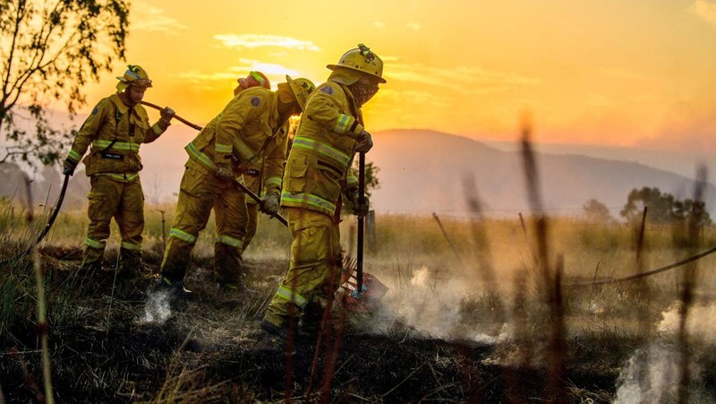Sejumlah besar domba mati hangus tergeletak di padang rumput setelah mencoba melarikan diri ke gorong-gorong selama kebakaran di Ruffy, Victoria, Australia, 10 Januari 2026. (AAP/Michael Currie via REUTERS)
