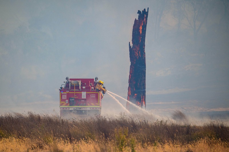 Sejumlah besar domba mati hangus tergeletak di padang rumput setelah mencoba melarikan diri ke gorong-gorong selama kebakaran di Ruffy, Victoria, Australia, 10 Januari 2026. (AAP/Michael Currie via REUTERS)