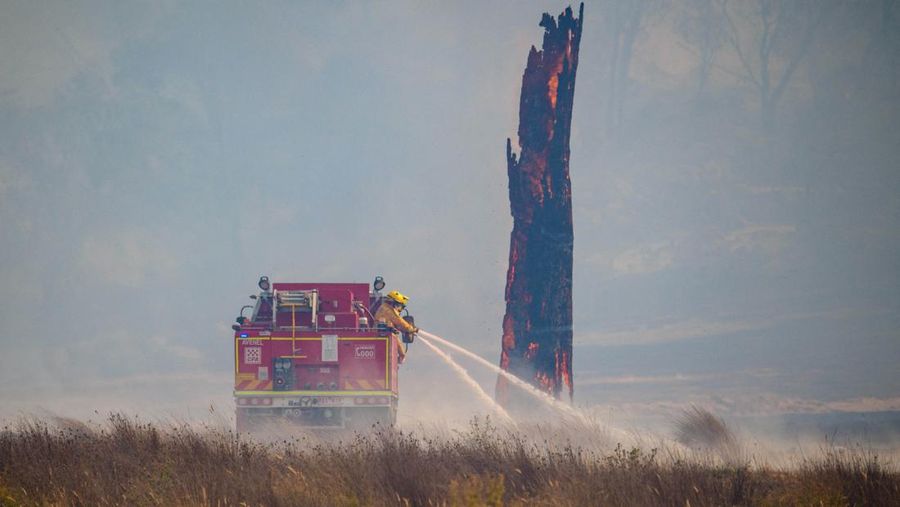 Sejumlah besar domba mati hangus tergeletak di padang rumput setelah mencoba melarikan diri ke gorong-gorong selama kebakaran di Ruffy, Victoria, Australia, 10 Januari 2026. (AAP/Michael Currie via REUTERS)
