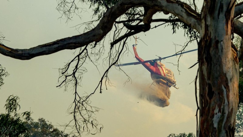 Sejumlah besar domba mati hangus tergeletak di padang rumput setelah mencoba melarikan diri ke gorong-gorong selama kebakaran di Ruffy, Victoria, Australia, 10 Januari 2026. (AAP/Michael Currie via REUTERS)