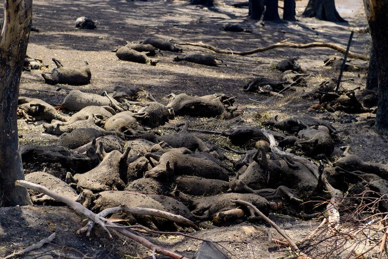 Sejumlah besar domba mati hangus tergeletak di padang rumput setelah mencoba melarikan diri ke gorong-gorong selama kebakaran di Ruffy, Victoria, Australia, 10 Januari 2026. (AAP/Michael Currie via REUTERS)