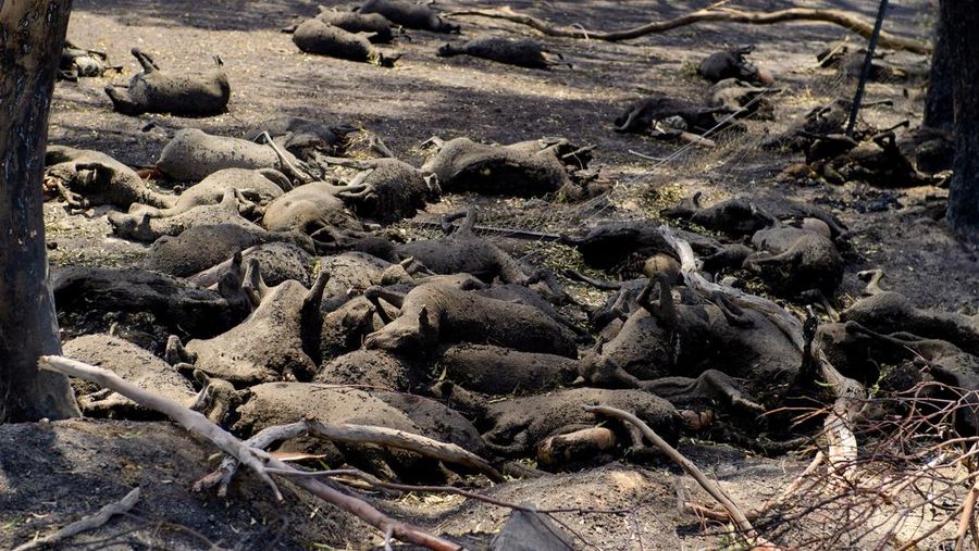 Sejumlah besar domba mati hangus tergeletak di padang rumput setelah mencoba melarikan diri ke gorong-gorong selama kebakaran di Ruffy, Victoria, Australia, 10 Januari 2026. (AAP/Michael Currie via REUTERS)