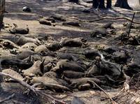 Kebakaran Hancurkan 300 Rumah, Domba dan Manusia Hangus Terbakar