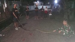 Piton 3 Meter Nyelonong ke Dapur Gegerkan Warung Soto Mbah Usrek Palur