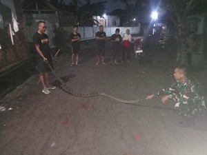 Piton 3 Meter Nyelonong ke Dapur Gegerkan Warung Soto Mbah Usrek Palur