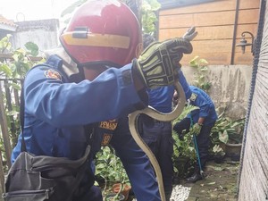 Ular Koros Macan 1,2 Meter Dievakuasi dari Pekarangan Warga di Bangunjiwo