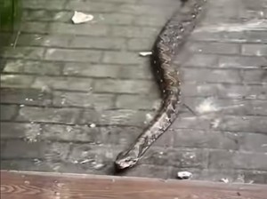 Hii! Sanca 3 Meter Terciduk Hampir Masuk Ruko Saat Banjir di Jakut