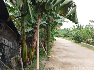 Heboh Pisang dengan Tandan Menjuntai 2 Meter di Lamongan