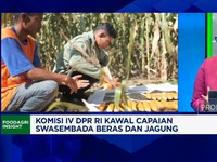 Video: Sudah Swasembada & RI Siap Ekspor Beras, DPR Ungkap Syaratnya!