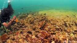 Terumbu Karang Spot Selam Kukar Rusak Diduga Kena Ponton Batu Bara