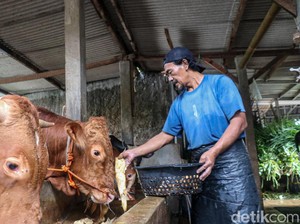 Pemprov DKI Bakal Bangun Kandang Sapi di Ciangir, Bisa Tampung 1.000 Ekor