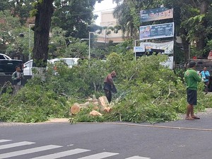 Pemkot Mataram Pangkas Pohon-pohon Tua yang Rawan Tumbang