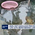 Video: 2025, KKP Gagalkan Penyelundupan 1,314 Juta Benih Lobster