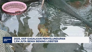 Video: 2025, KKP Gagalkan Penyelundupan 1,314 Juta Benih Lobster