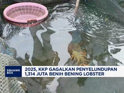 Video: 2025, KKP Gagalkan Penyelundupan 1,314 Juta Benih Lobster