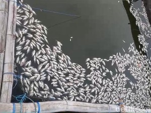 Ribuan Ikan di Ranu Grati Pasuruan Mati Akibat Sapon, Petambak Merugi