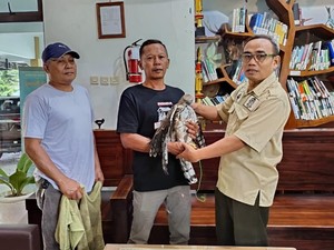 Elang Jawa Diserahkan ke BKSDA Jogja Usai 3 Tahun Dipelihara Warga