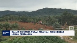 Video: Banjir Sumatra Rusak 107 Ribu Hektare Lahan Pertanian