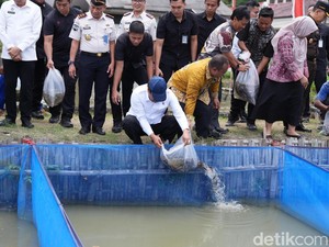 Menteri Imipas Pimpin Panen 1 Ton Nila-Tebar 2.800 Bibit Lele di Lapas Cirebon