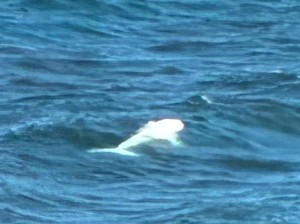 Paus Putih Langka Tertangkap Kamera di Lepas Pantai, Ilmuwan Cari Tahu Penyebabnya