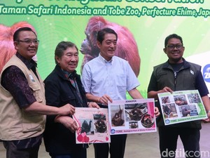 Cari Jodoh Sampai Jepang, Orangutan Jennifer Dijodohkan dengan Hayato