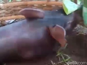 Babi Masuk Kampung di Tulungagung Dikira Ngepet, Dijual Laku Rp 400 Ribu
