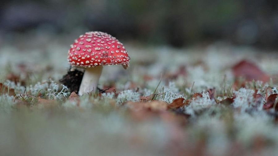 Jamur Amanita phalloides. (Roman Biernacki/Pexels)